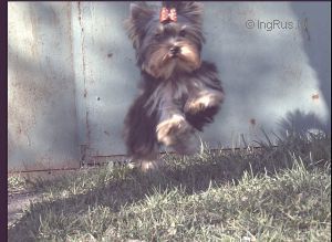 Dog Photo