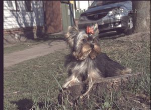 Dog Photo