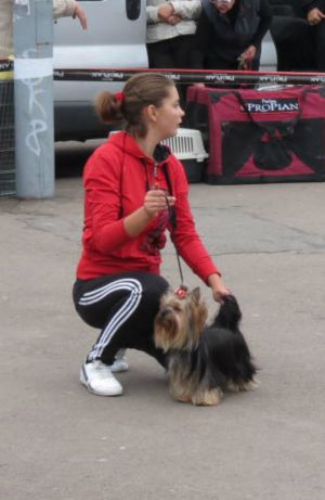 Dog Photo