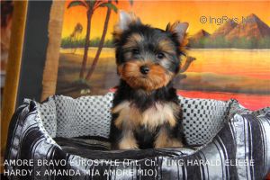 Dog Photo