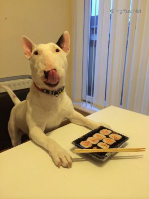 Dog Photo