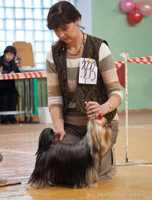 Dog Photo