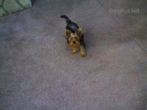Dog Photo
