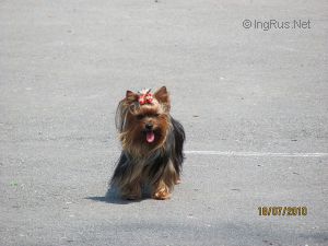 Dog Photo