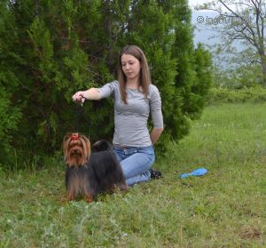 Dog Photo