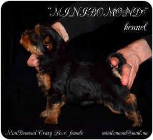 MINI BOMOND CRAZY LOVE
