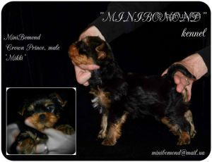 MINI BOMOND CROWN PRINCE