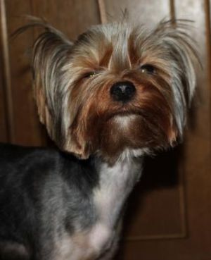 Dog Photo