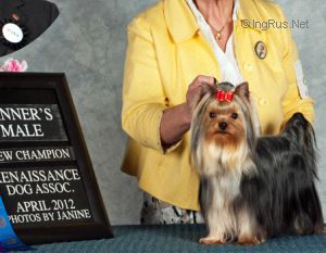 Dog Photo