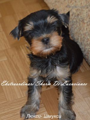 Dog Photo