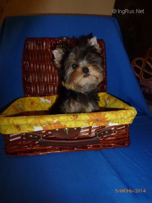 Dog Photo