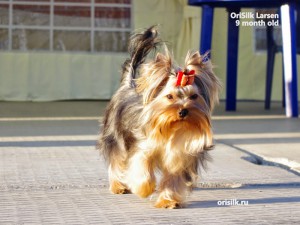 Dog Photo