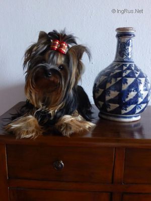 Dog Photo