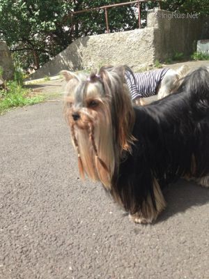 Dog Photo