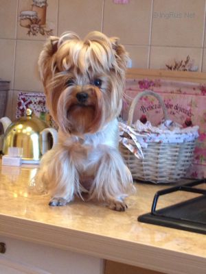 Dog Photo