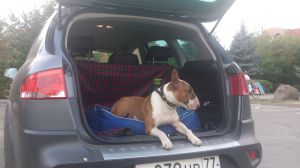 Dog Photo