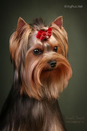 Dog Photo