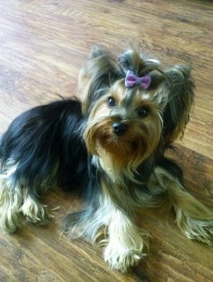 Dog Photo