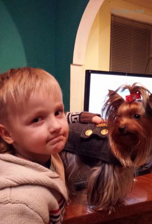 Dog Photo