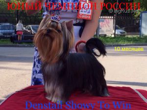 Dog Photo