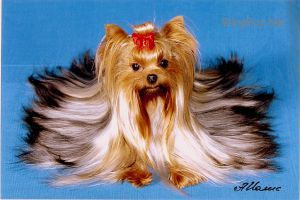 Dog Photo