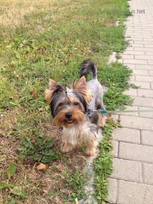 Dog Photo