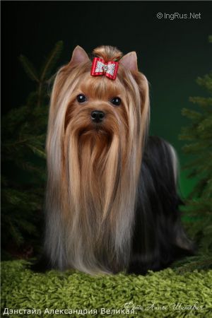 Dog Photo