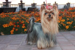 Dog Photo