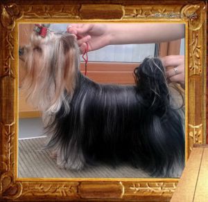 Dog Photo