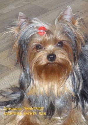 Dog Photo