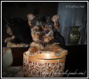 Dog Photo