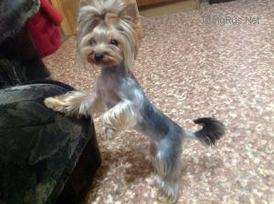 Dog Photo