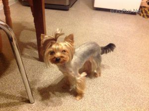 Dog Photo