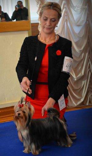 Dog Photo