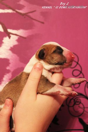 Dog Photo