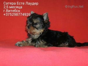 Dog Photo