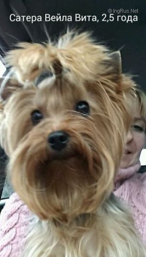 Dog Photo