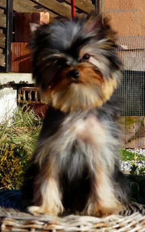 Dog Photo
