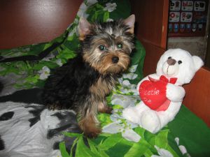 Dog Photo