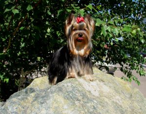Dog Photo