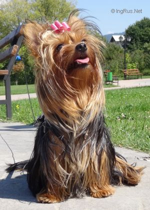 Dog Photo