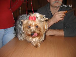 Dog Photo