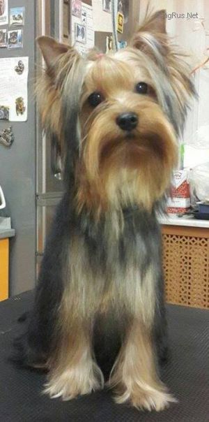 Dog Photo