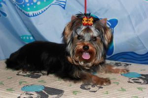 Dog Photo