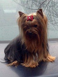 Dog Photo