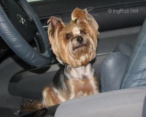 Dog Photo