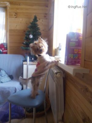 Dog Photo
