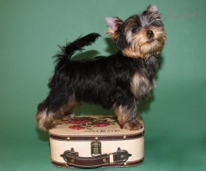 Dog Photo