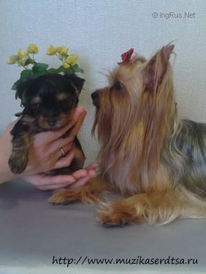 Dog Photo