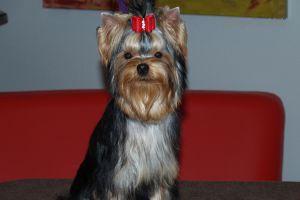 Dog Photo